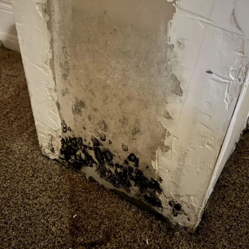 Professional Mold Removal in Yankton County, SD